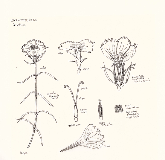 Dianthus (Carophyllalus Dianthes), ink, 8.5"x11"
