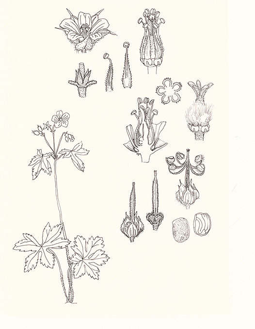 Clivia miniata (Natal Lily), ink, 8.5"x11"