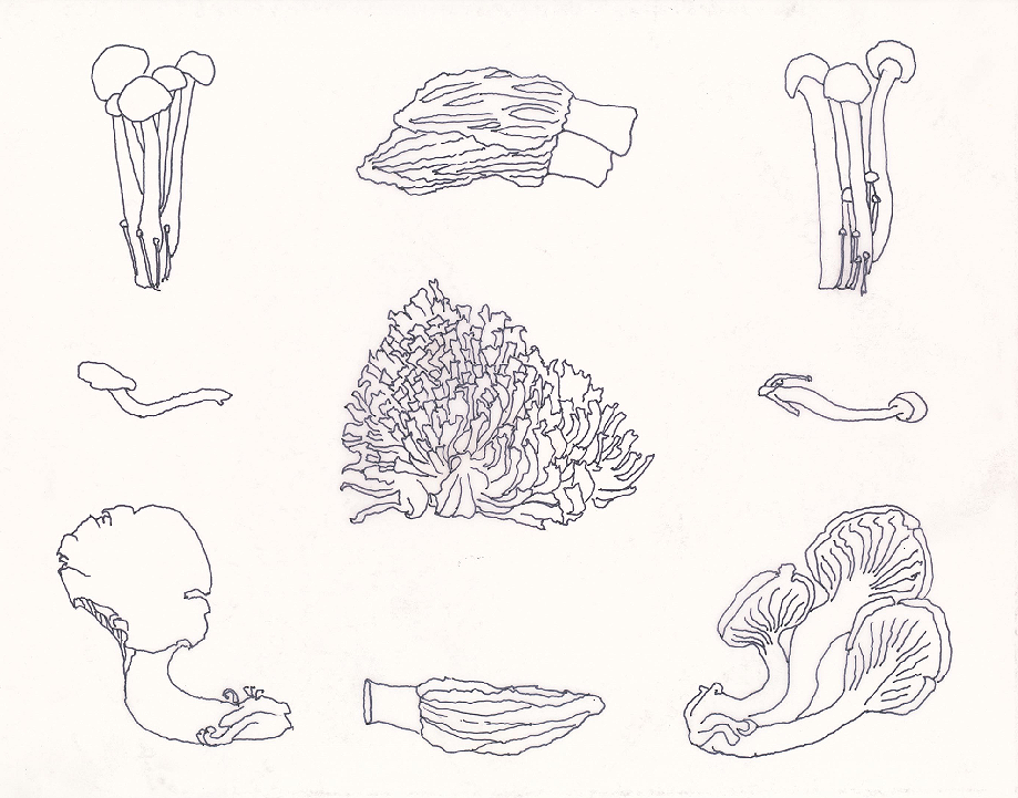 Mycelium (Mushrooms), ink, 8.5"x11"