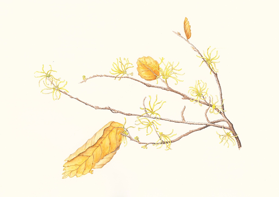 Flowering Witch hazel (hamamelis virginiana), mixed media, 11" x 17"