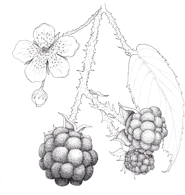 Irish Hedgerow Berry (Rubus fruticosus), ink, 8.5"x11"