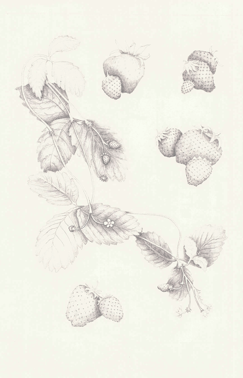 Strawberries (Fragaria ananassa), graphite, 11"x17"