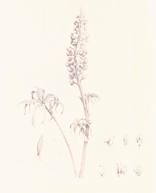 Sundial Lupine (Lupinus perennis), graphite, 11"x17"