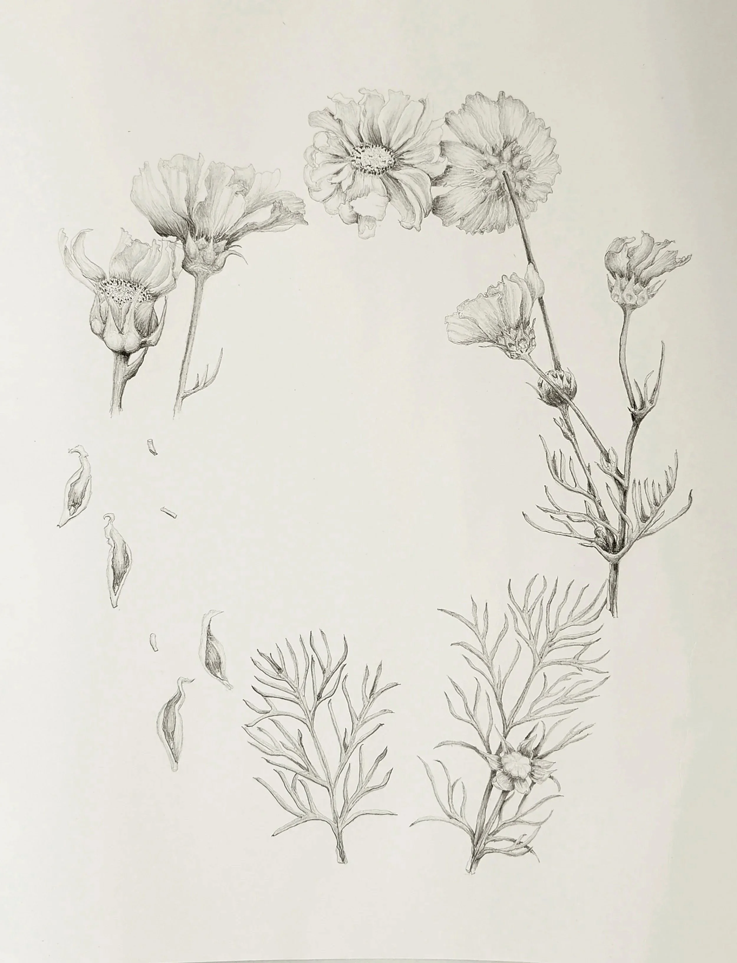 Mexican Aster (Cosmos bipinnatus), graphite, 11"x17"