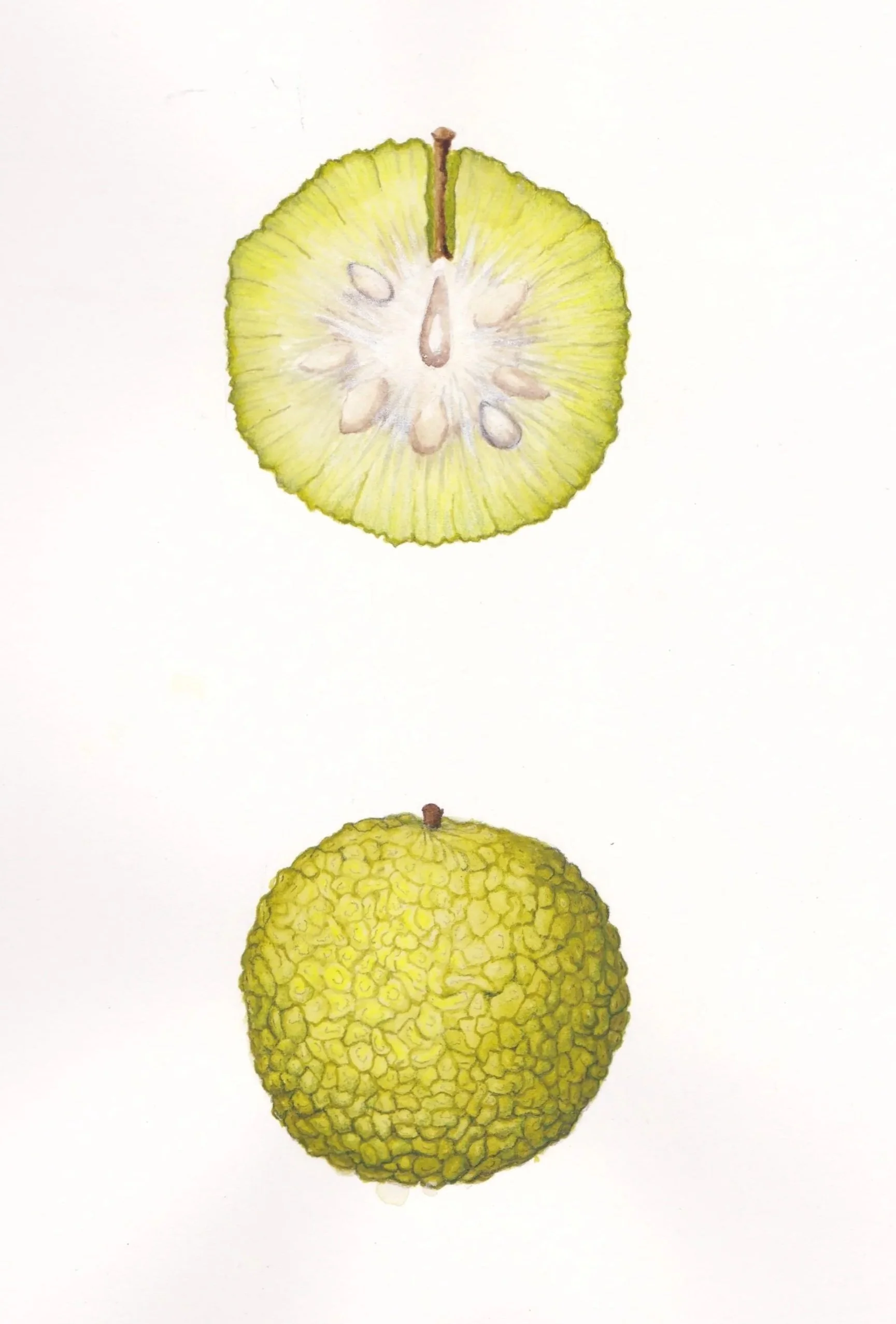 Osage Orange seed, (Maclura pomifera) mixed media, 8.5" x 11"