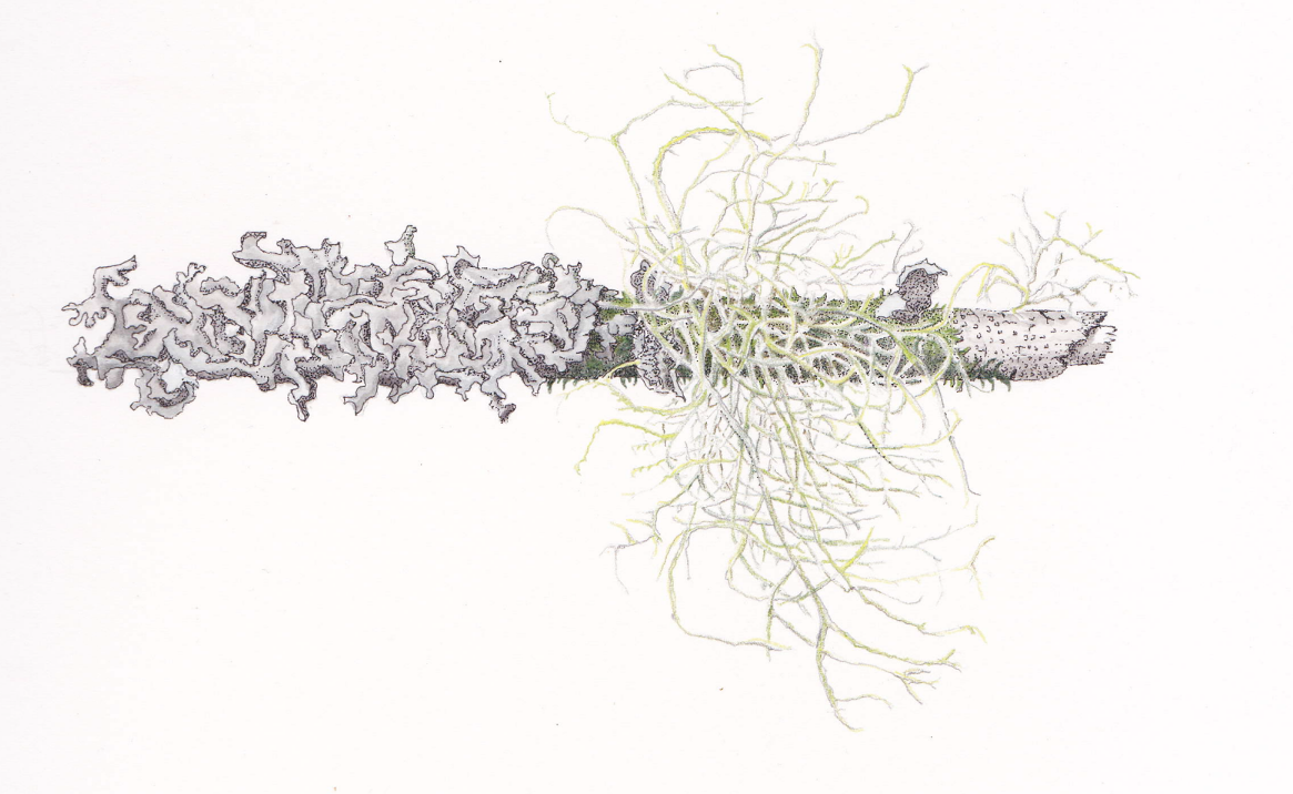 Old man's beard Lichen (Usnea longissima Ach.) on Stick, mixed media, 8.5" x 11"