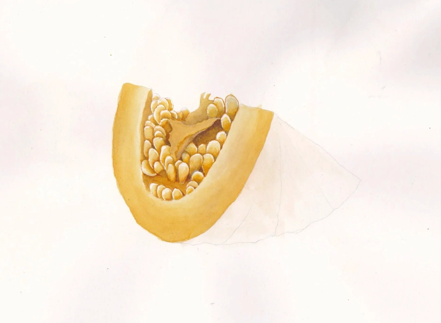 Squash seed study, watercolor, 8.5" x 11"