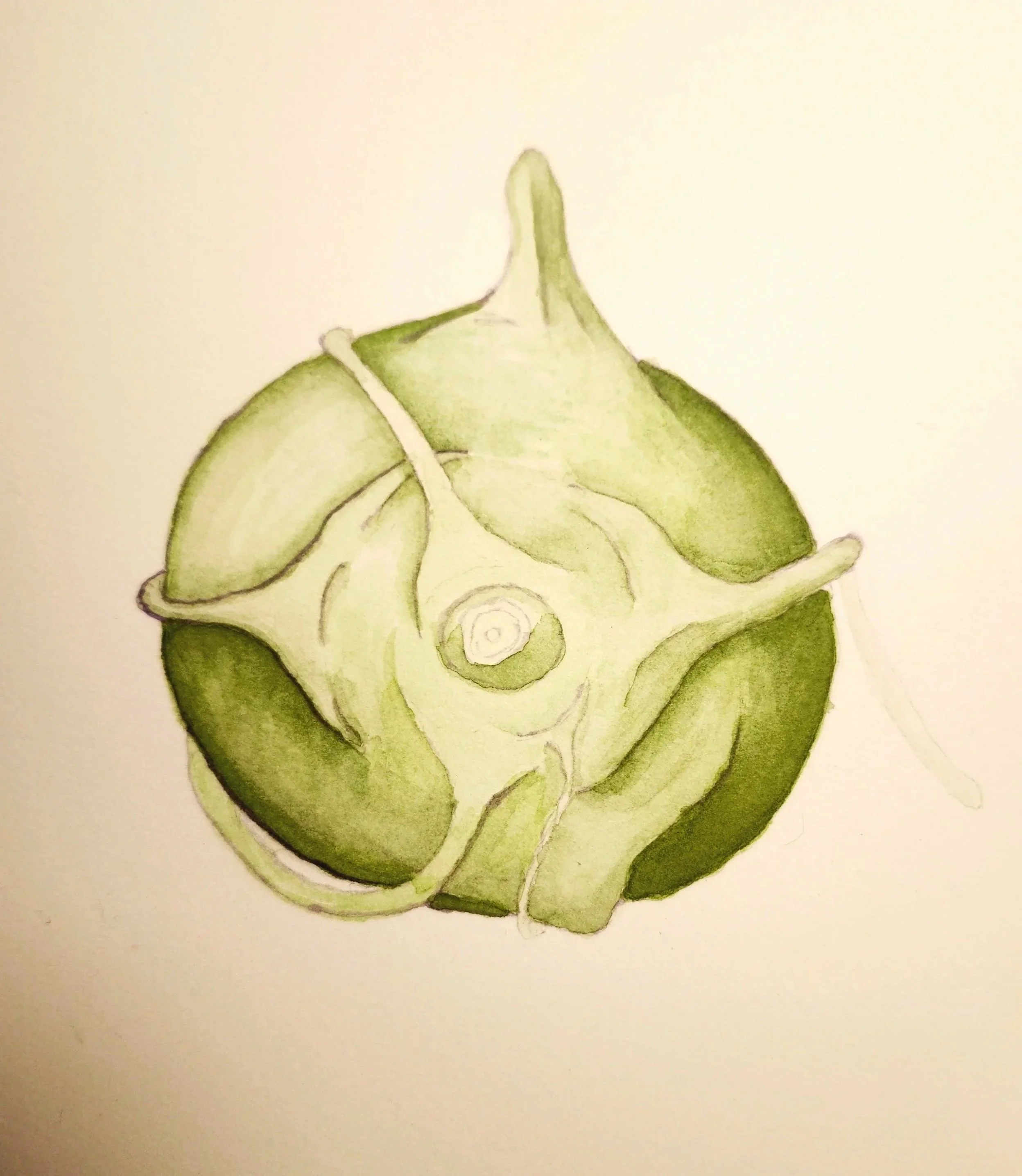 Brassica olearcea var. gongylodes (Kohlrabi), watercolor, 8.5" x 11"
