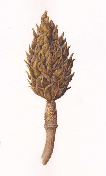 Dried Magnolia bud (Magnolia grandiflora), mixed media, 8.5" x11"