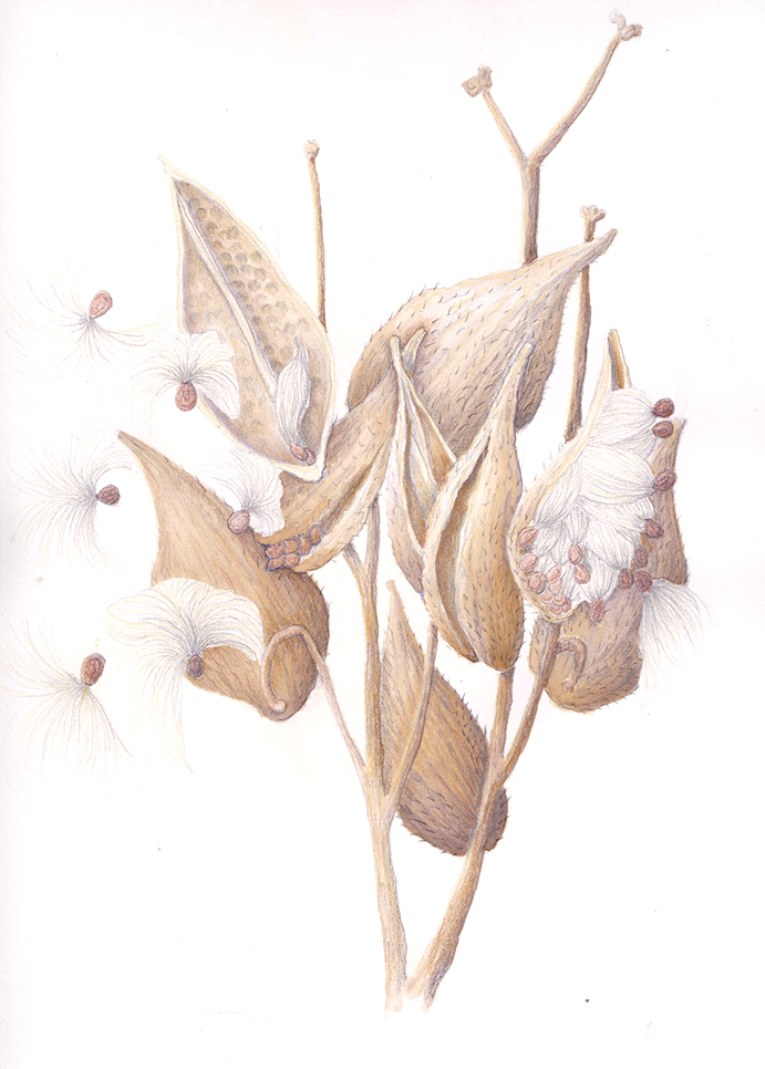Milkweed (Asclepias syriaca), mixed media, 8.5"x 11"