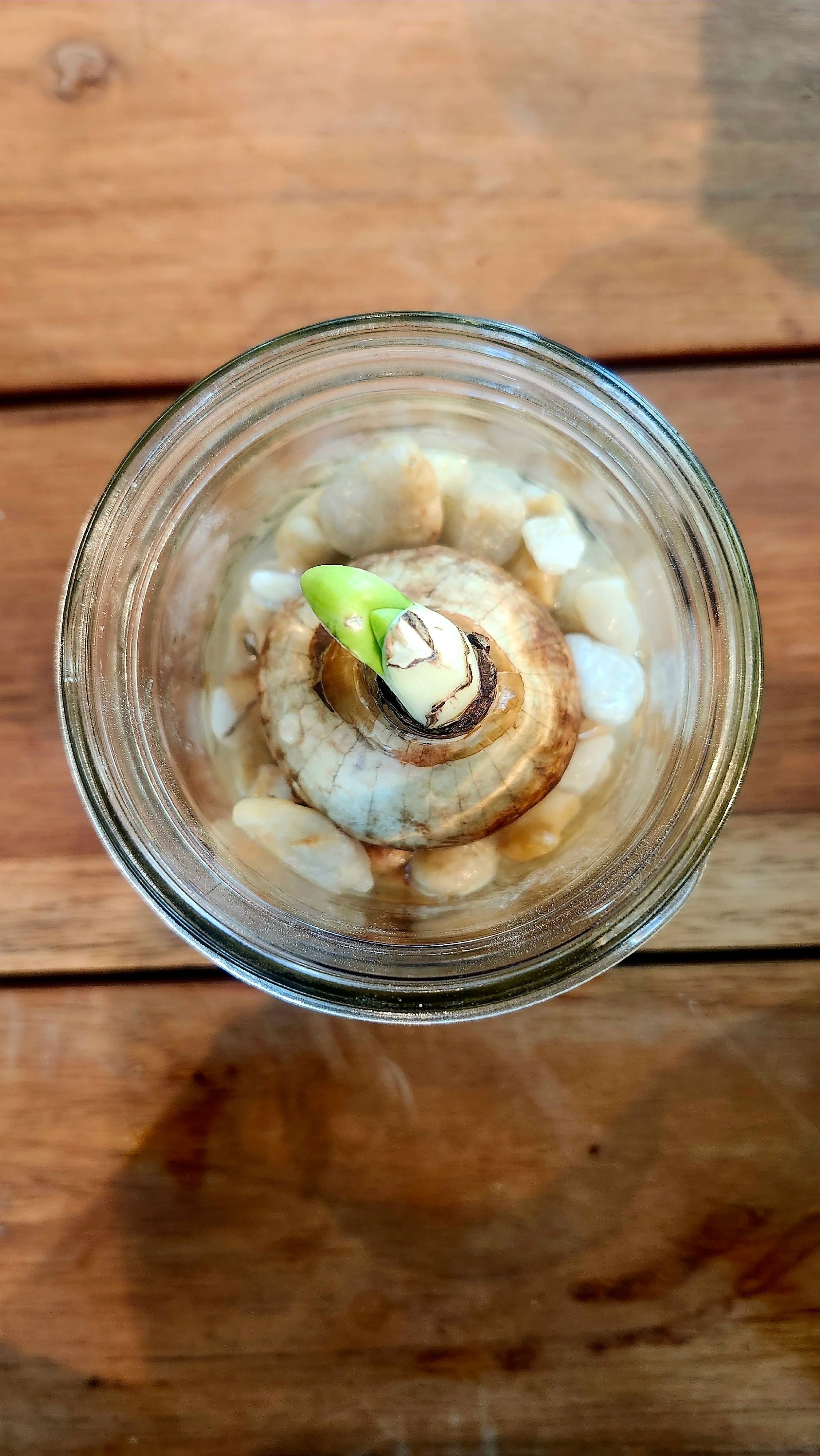 Paperwhite Bulb planted in mason jar