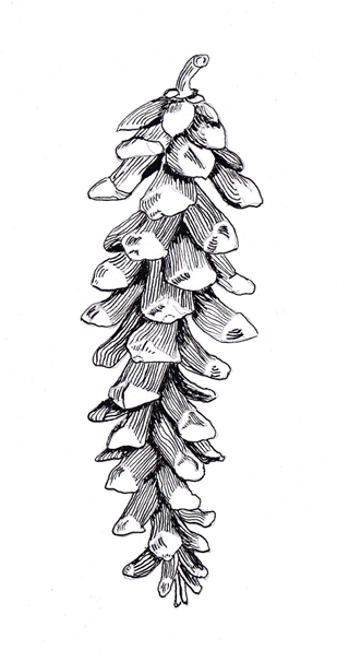 Foxtail Pine (Pinus balfouriana), ink, 8.5"x11"