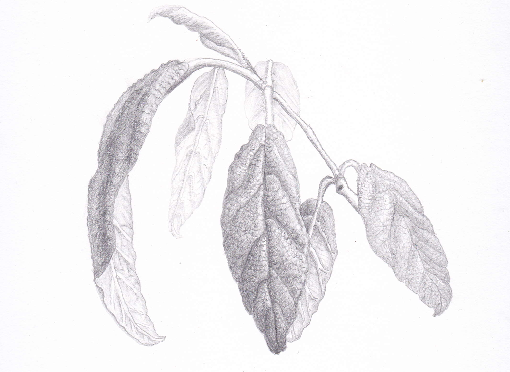 Leatherleaf Viburnum (Viburnum rhytidophyllum) , graphite, 8.5"x11"