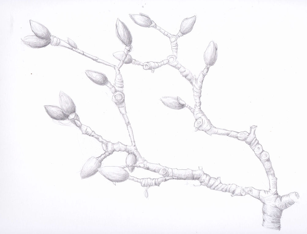 Dogwood Bud (Cornus Florida), graphite, 8.5"x11"