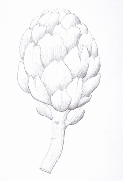 Globe Artichoke (Cynara cardunculur var. scolymous), graphite, 8.5"x11"