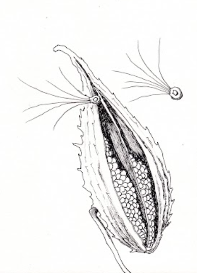 Milkweed (Asclepias syriaca), ink, 8.5"x11"