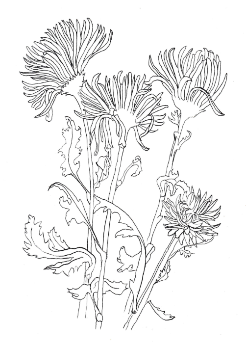 Chrysanthemum (Chrysanthemum × morifolium ), Ink, 8.5"x11"
