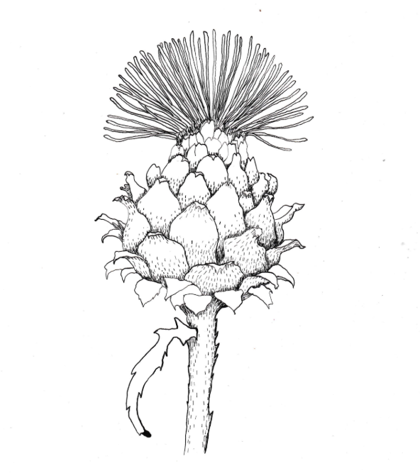 Irish Spear Thistle (Cirsium vulgare/Feochadán colgach), ink, 8.5"x11"