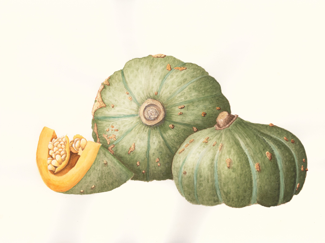 Kabocha (Cucurbita maxima), watercolor, 11" x 17"