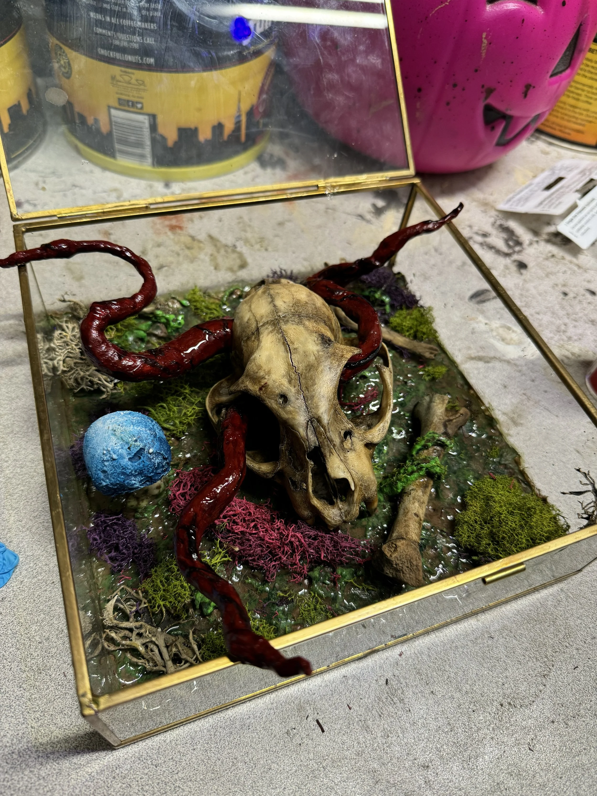 Bobcats skull display.jpg