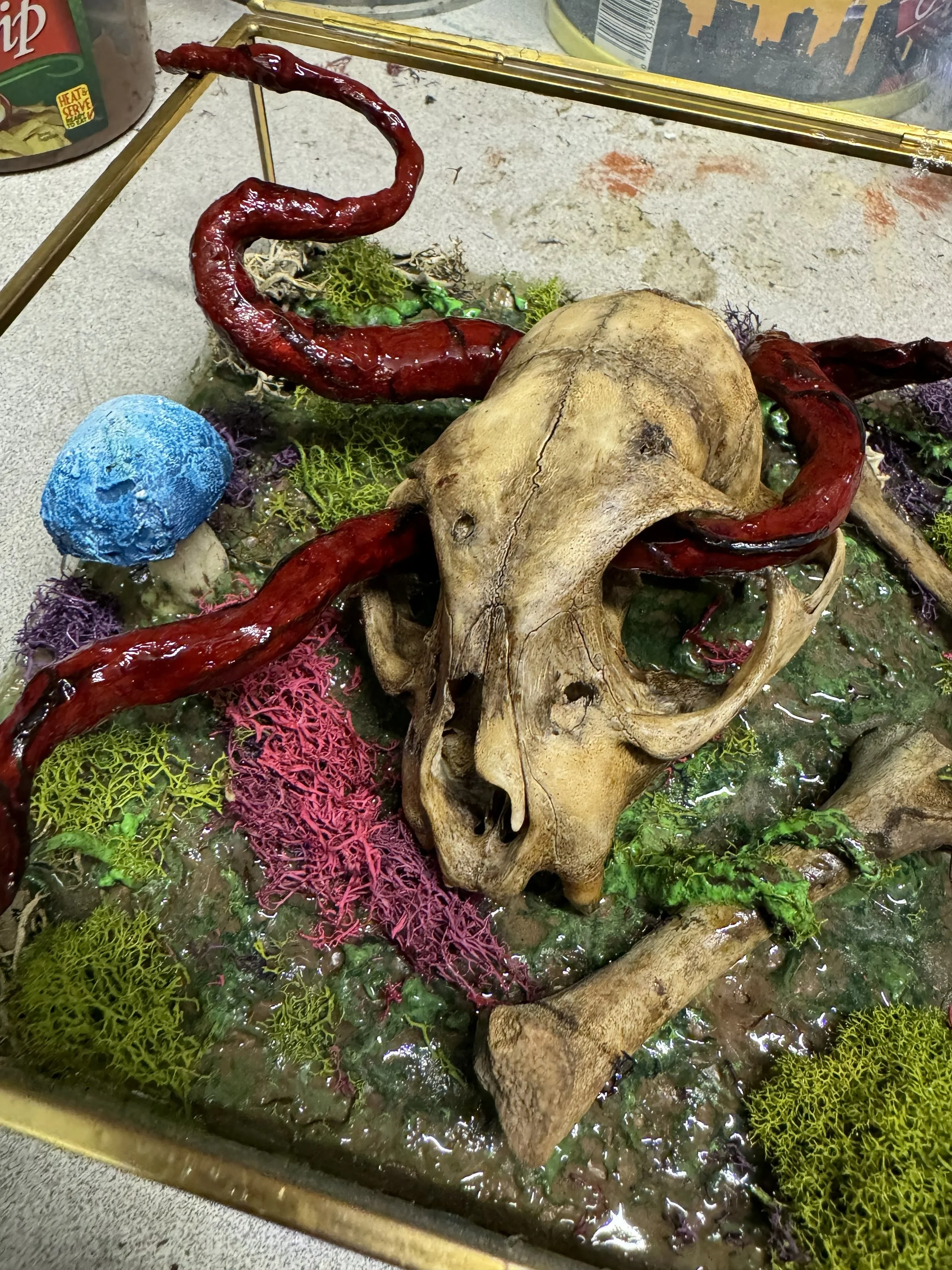 Bobcat skull display.jpg