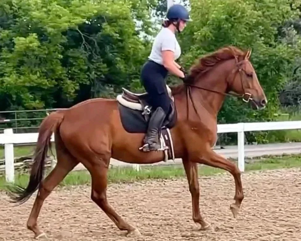 A woman riding a horse in an outdoor riding arena with green trees in the background.