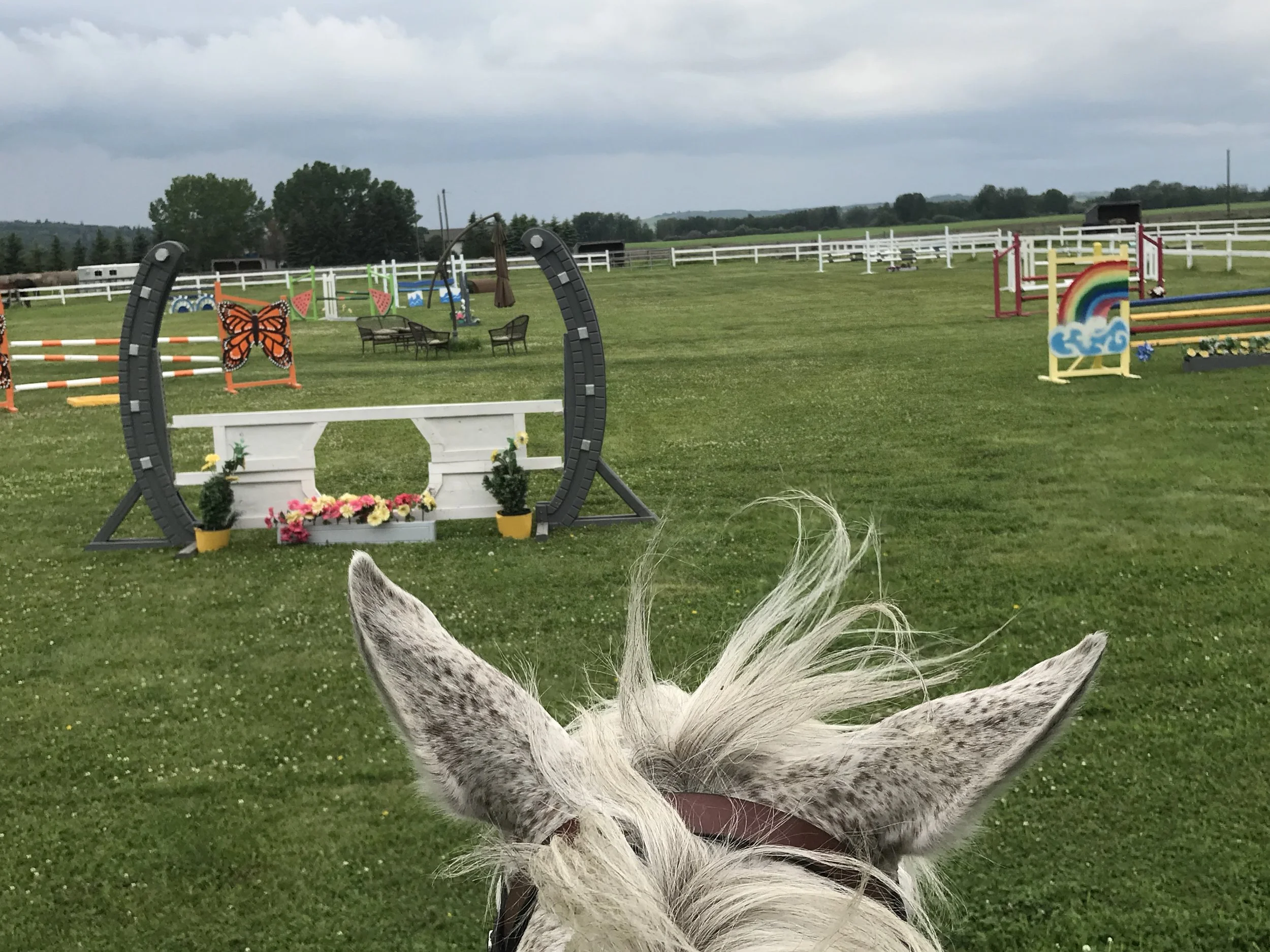 A rural horse show arena with colorful jumps and a white fence, viewed from behind a horse's head and ears in the foreground.