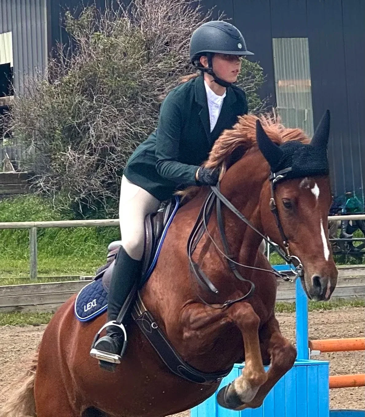 A woman riding a brown horse during a horseback riding event, wearing a riding helmet, black jacket, white riding pants, and gloves, on an outdoor riding arena with a blue show jumping obstacle in the foreground.