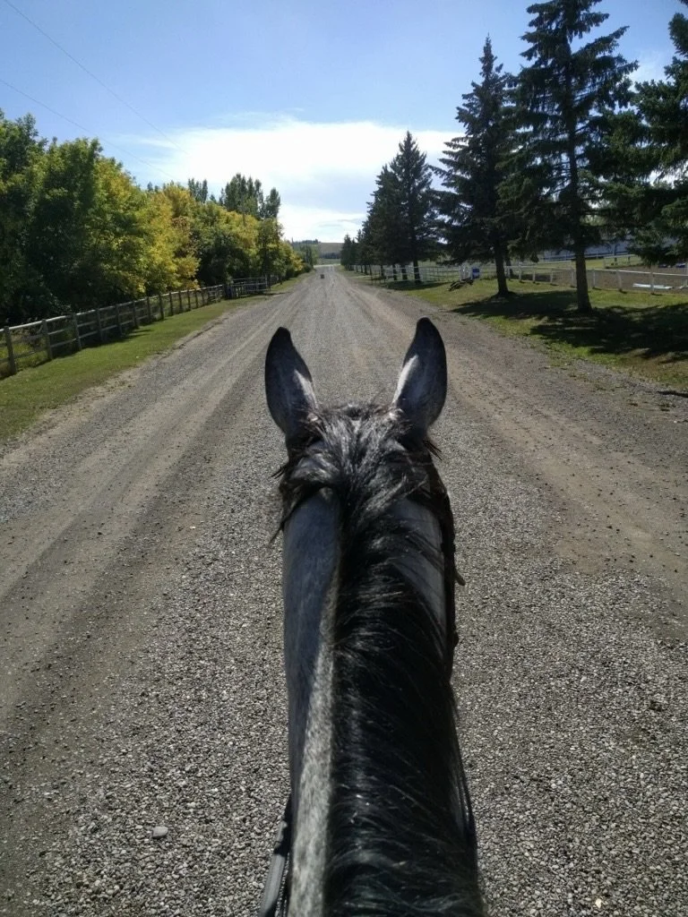 View from a person riding a black horse on a rural gravel road, flanked by trees and fences, on a sunny day.