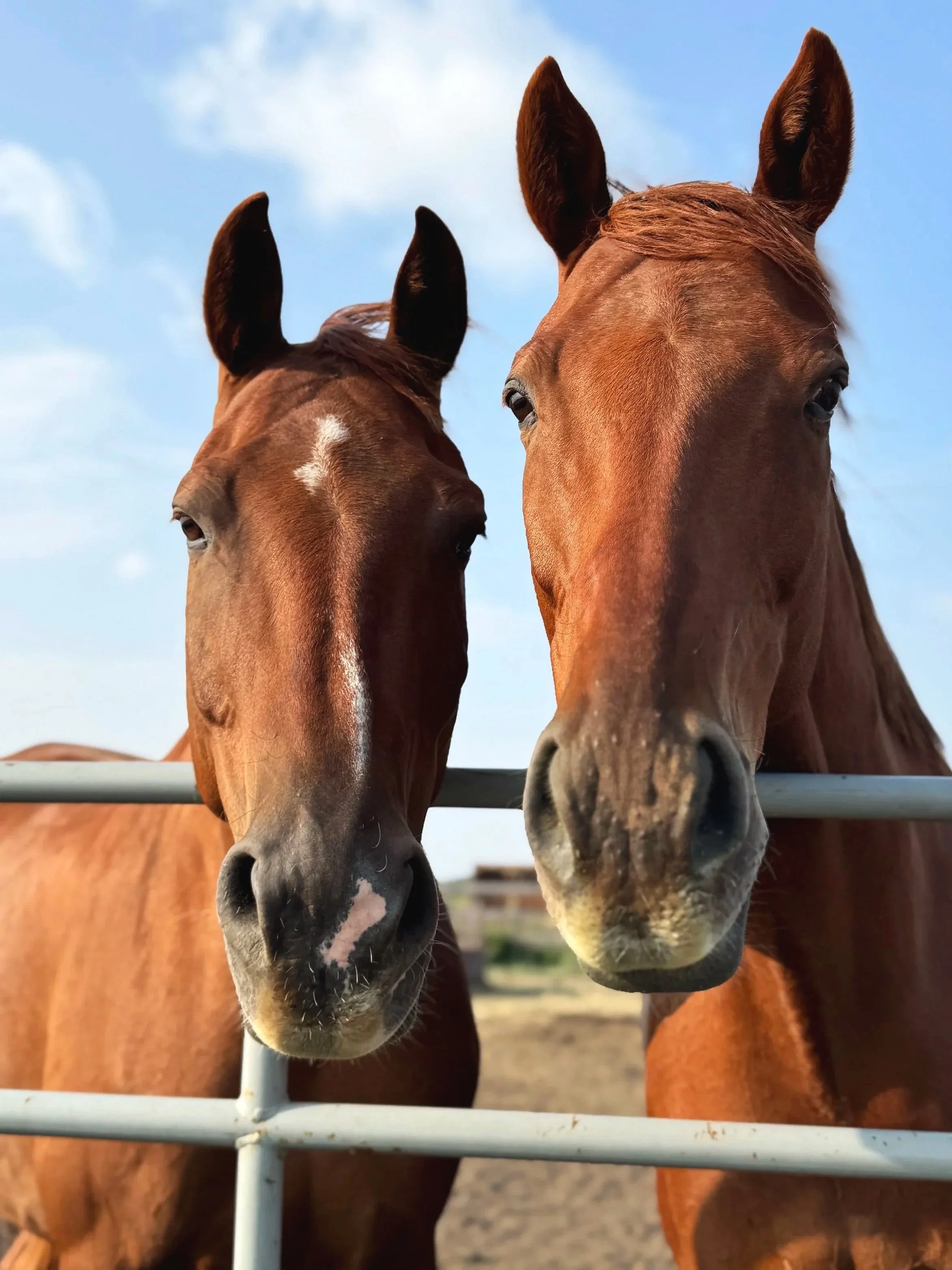 Two brown horses with dark manes and white markings on their faces standing behind a white fence, looking towards the camera against a blue sky with a few clouds.