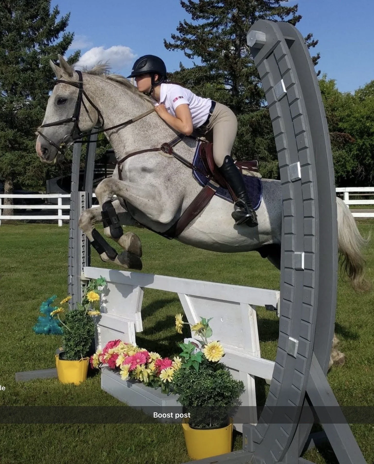 A person riding a gray horse participating in a show jumping event. The horse is jumping over a white and gray obstacle decorated with flowers at its base. The rider is wearing a black helmet, white shirt, and beige riding pants. There is a white fen