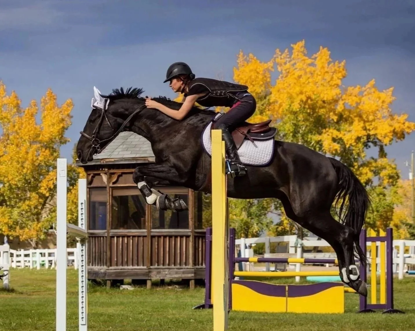 A female equestrian wearing a black helmet, black riding shirt, and black riding pants guides a dark brown horse over a yellow and purple jump during a competitive show jumping event in an outdoor field with autumn trees in the background.