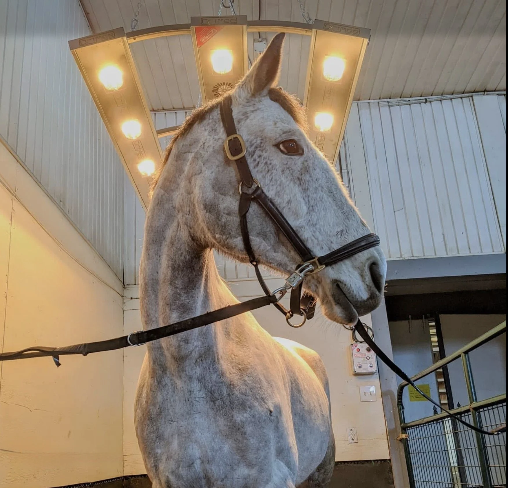 Close-up of a gray spotted horse with a brown halter, standing inside a shed with a curved ceiling, illuminated by warm overhead lights, and a biosecurity gate to the right.