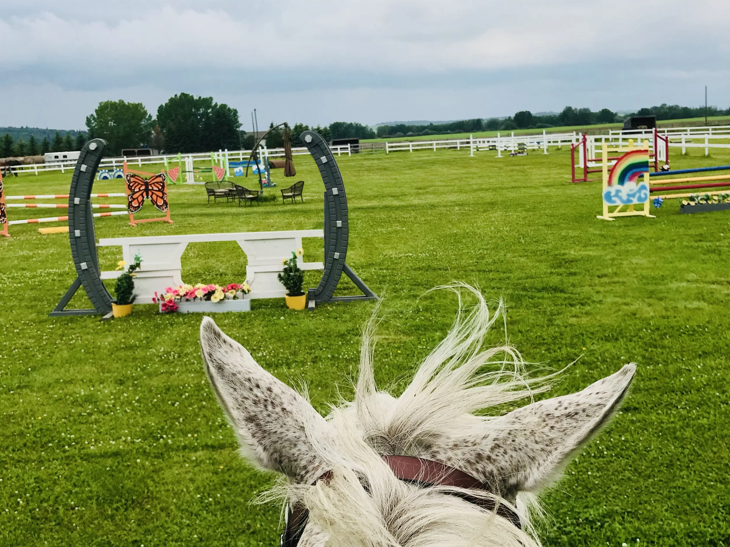 The image shows a farm or stable field with colorful jumps and obstacles for horse jumping, and the top of a horse's head with white and black spotted fur at the bottom.