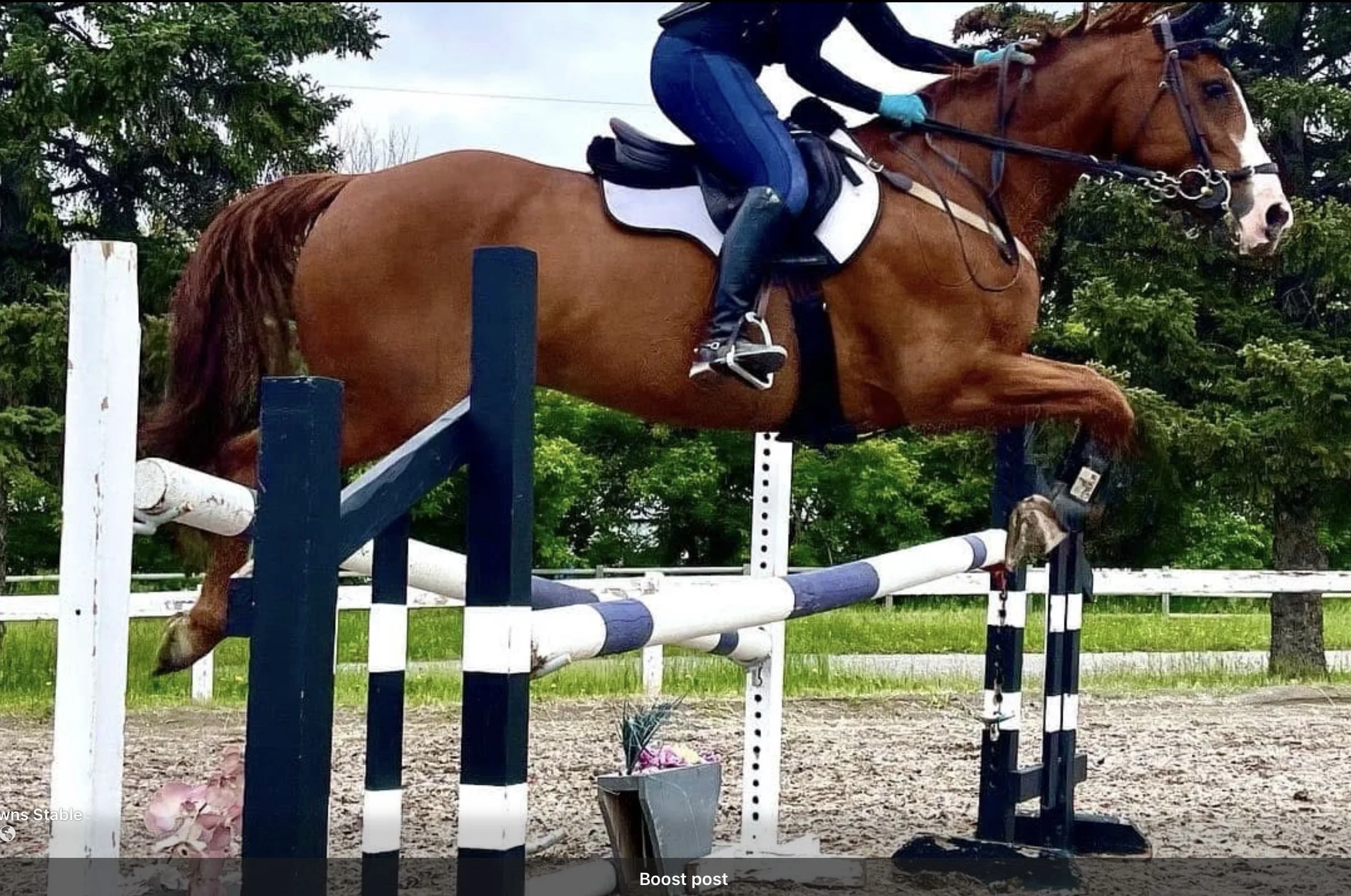 A person riding a brown horse over an obstacle during equestrian show jumping. The rider is dressed in dark clothing and teal gloves, and the horse is equipped with a saddle and bridle. The setting is outdoors with trees in the background.