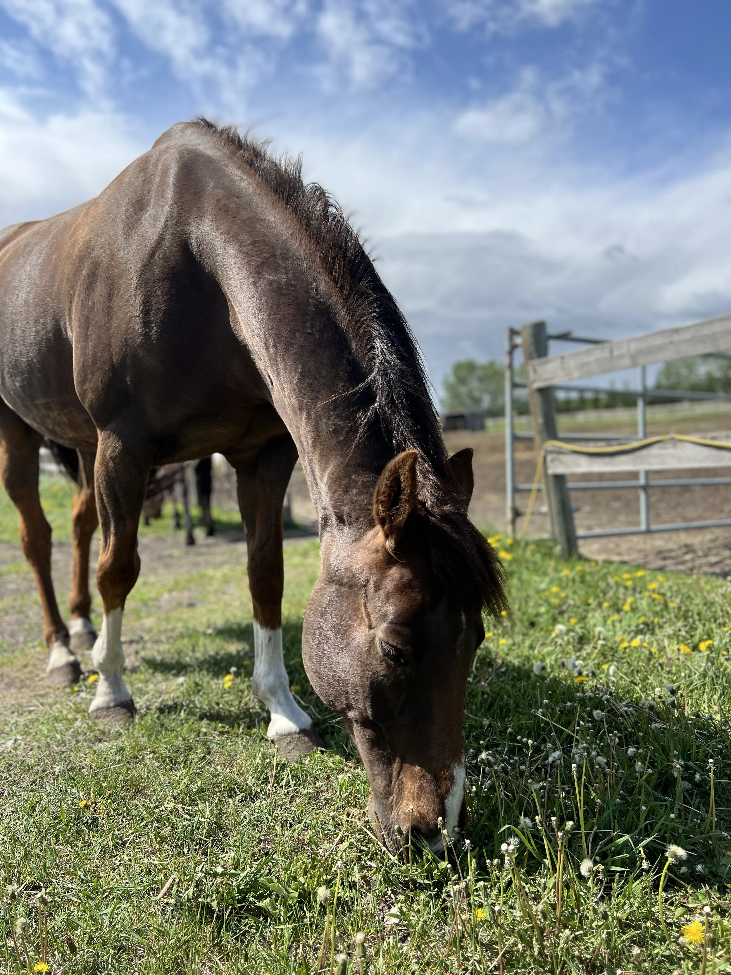 A brown horse with a black mane grazing on green grass with yellow and white flowers, near a wooden fence under a partly cloudy sky.