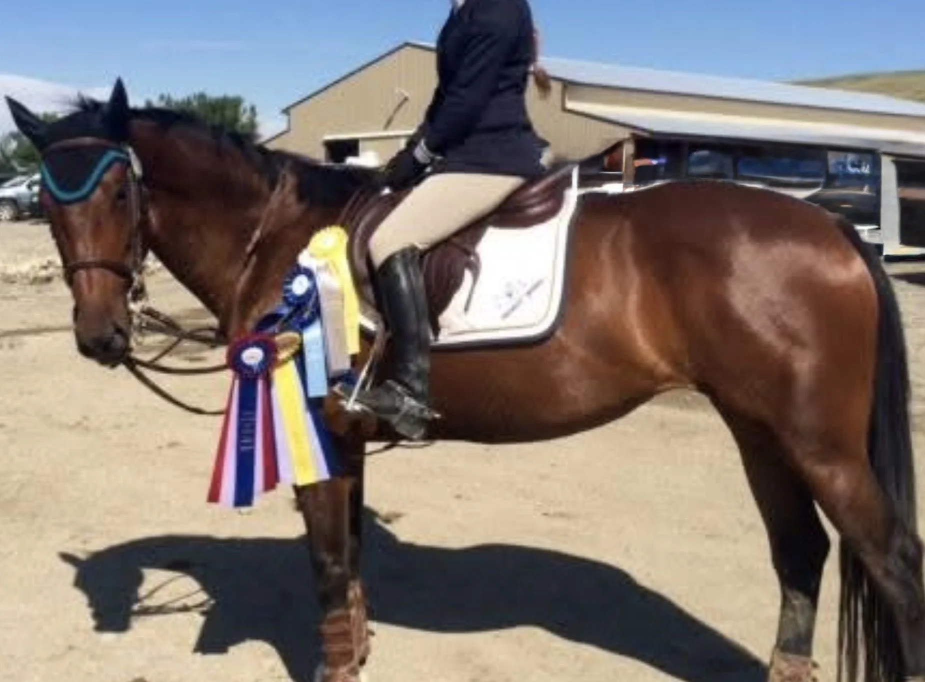 A person in riding gear on a chestnut horse, displaying ribbons and medals, at an outdoor equestrian event with a clear blue sky.