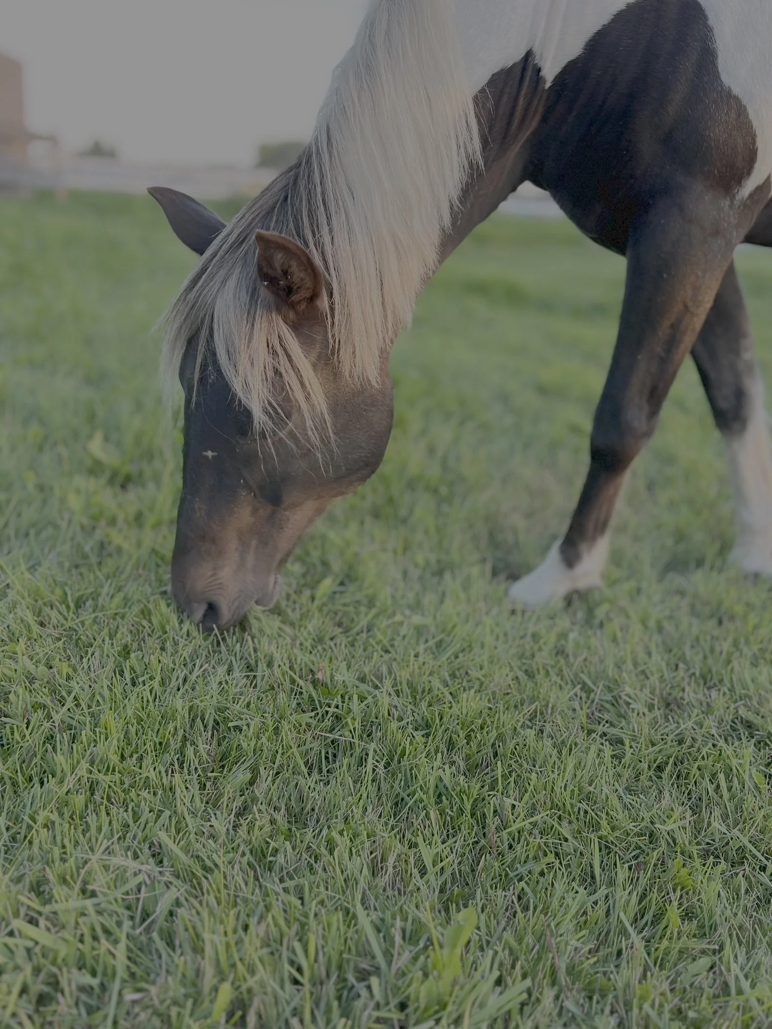 A horse grazing on green grass in an open field with a blurred background.