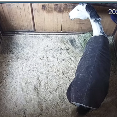 A black and white horse wearing a black blanket standing on dirt ground near a wooden door.
