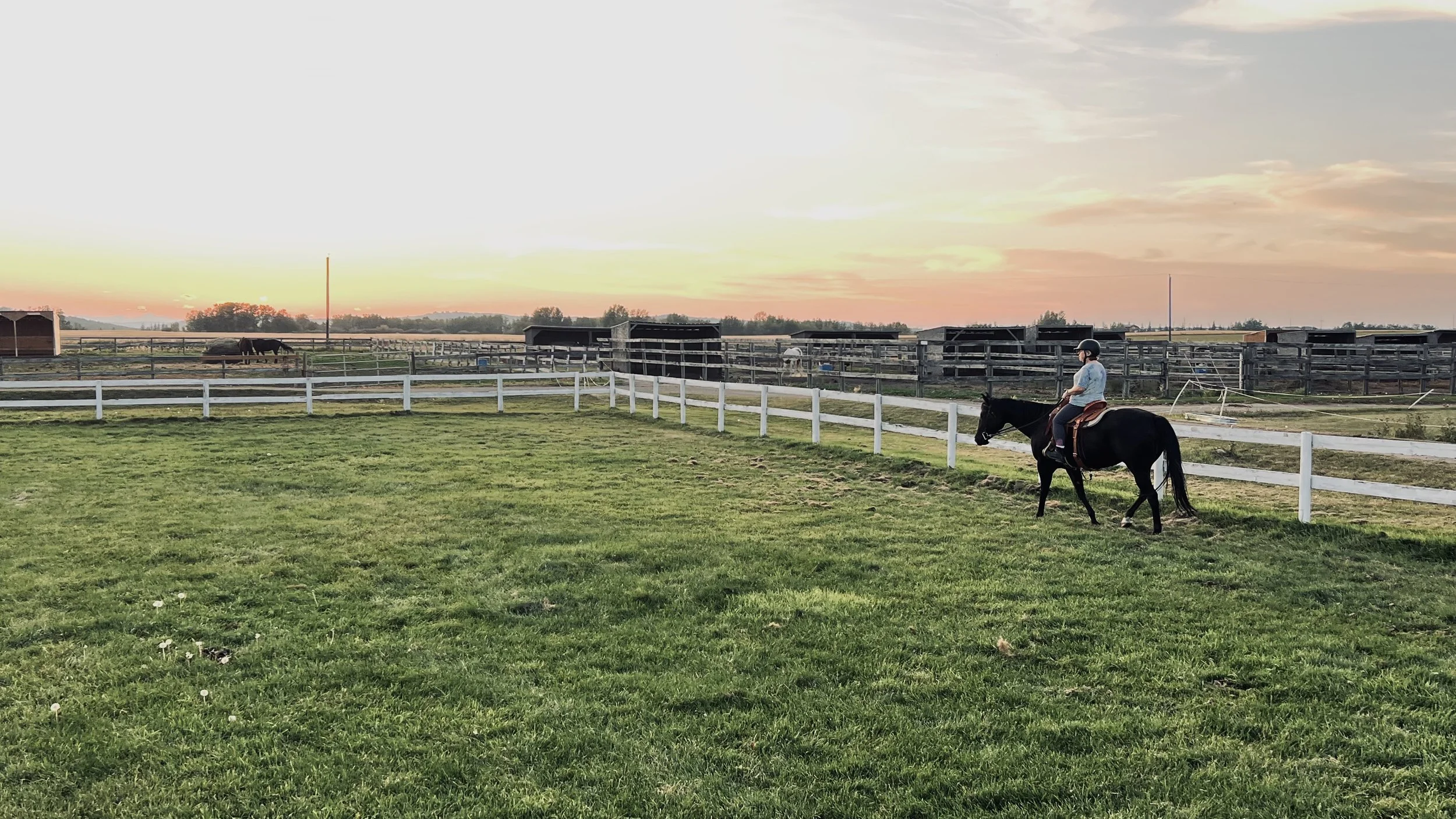 Person riding a black horse on a grassy field near a white fence during sunset, with other horses and a stable in the background.
