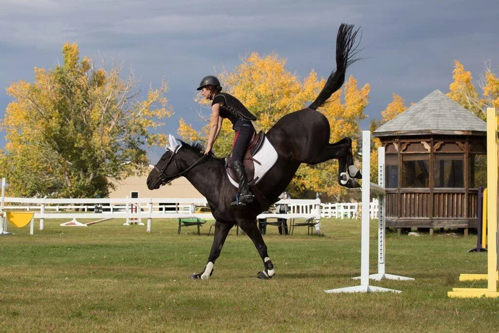 A person riding a black horse in a jumping competition, with the horse mid-air clearing a jump obstacle outdoors with autumn trees in the background.