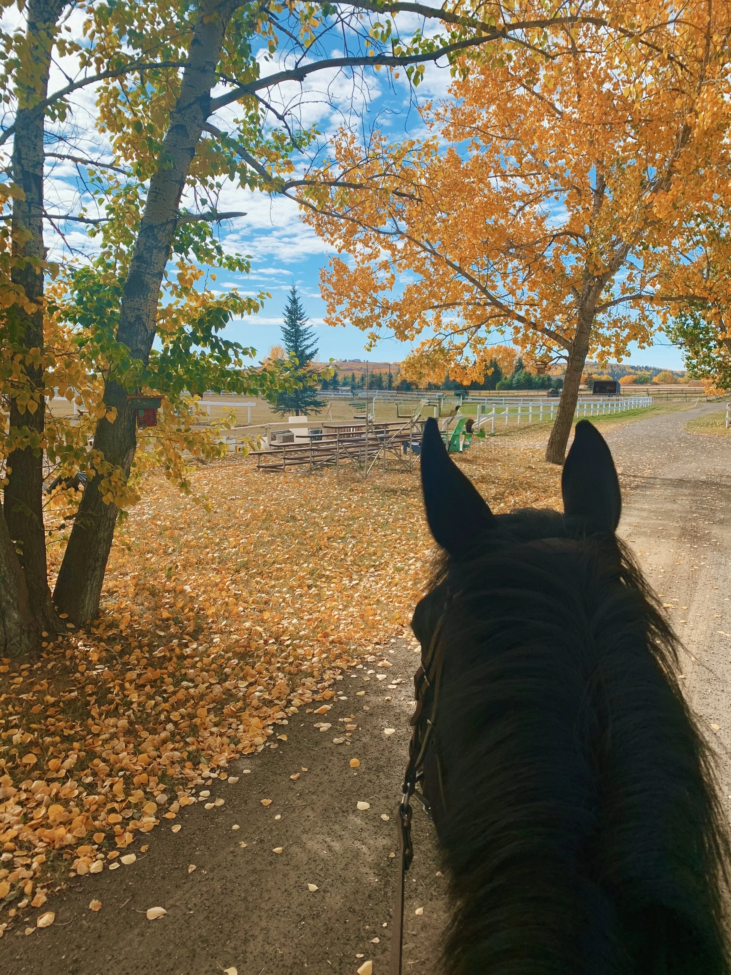 A horse's head with ears visible, looking at a scenic autumn landscape with trees with orange and yellow leaves, a dirt path, and a blue sky with scattered clouds.