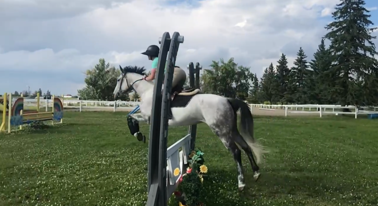 A person on a white horse jumping over a blue and white obstacle, with a grassy field and trees in the background.