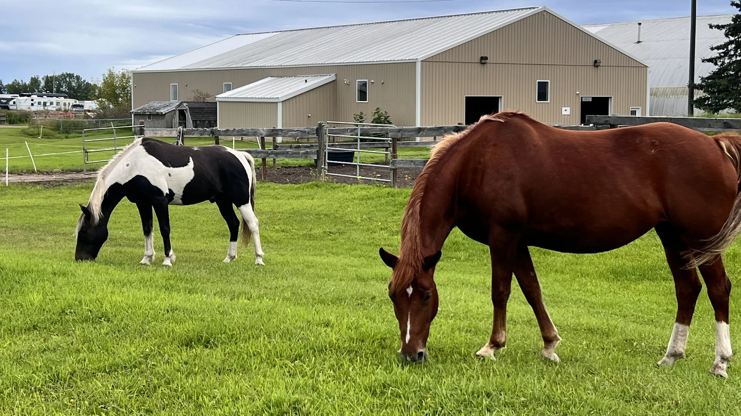 Two horses grazing on a grassy field near a large beige metal building with a metal roof, while a black barn and some RVs are visible in the background.