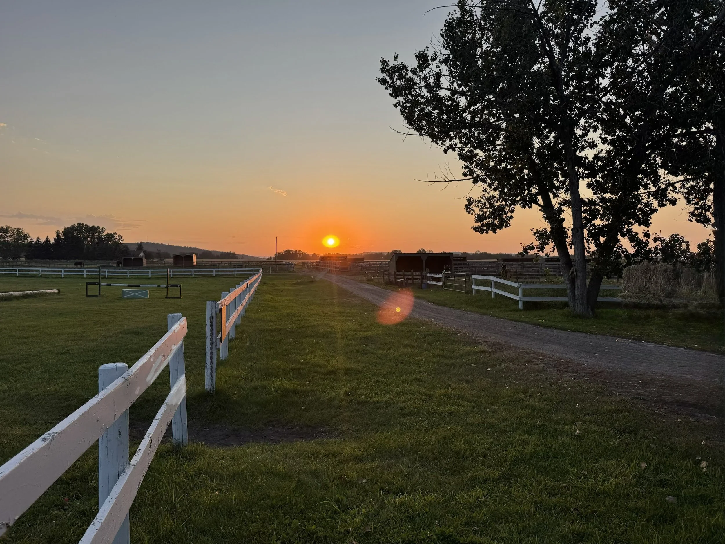 Sunset over a farm with a dirt path, white fences, horse stables, and a large tree on the right side.