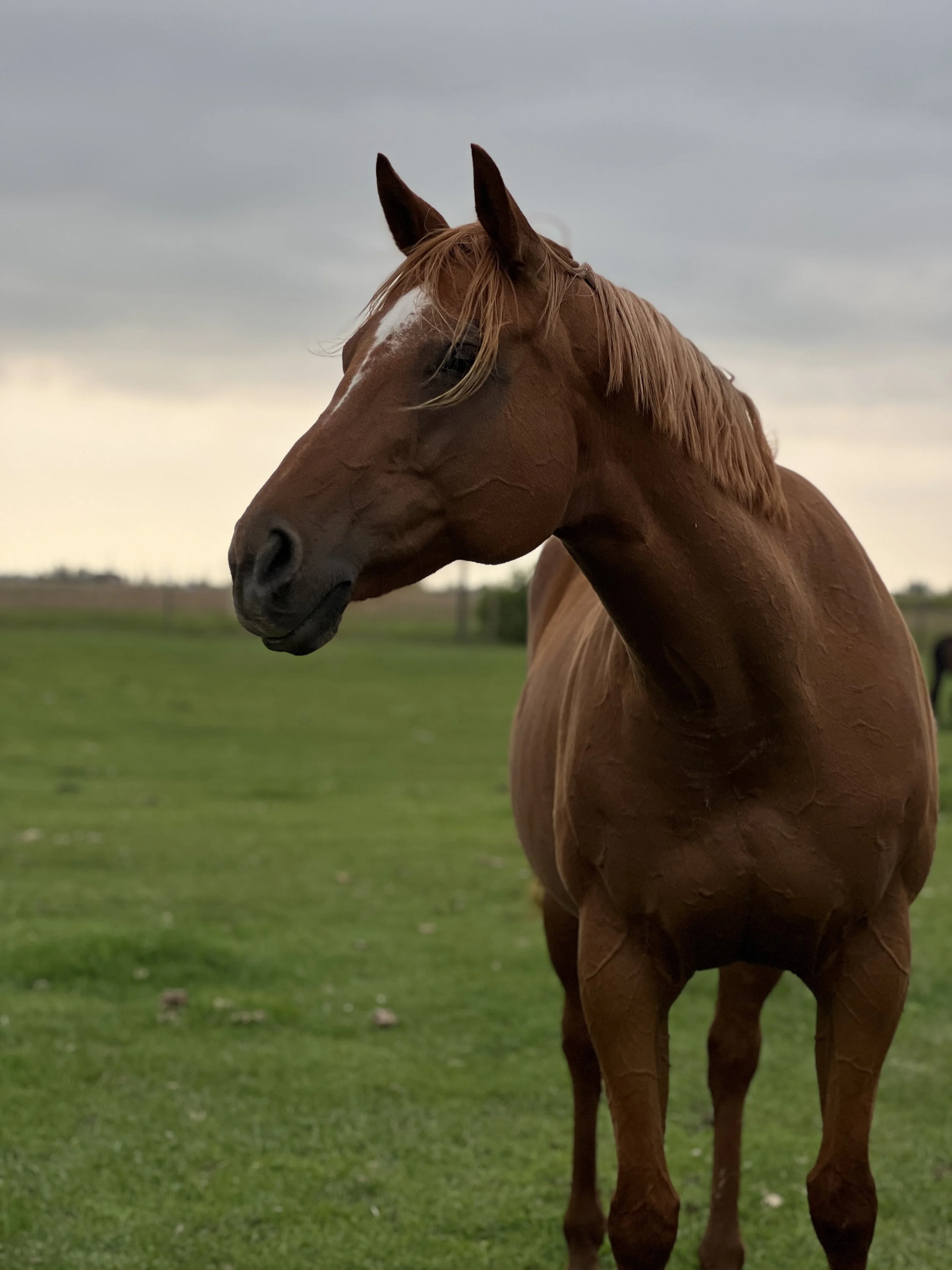 A chestnut horse with a white stripe on its face standing outdoors on a cloudy day, with green grass in the background.