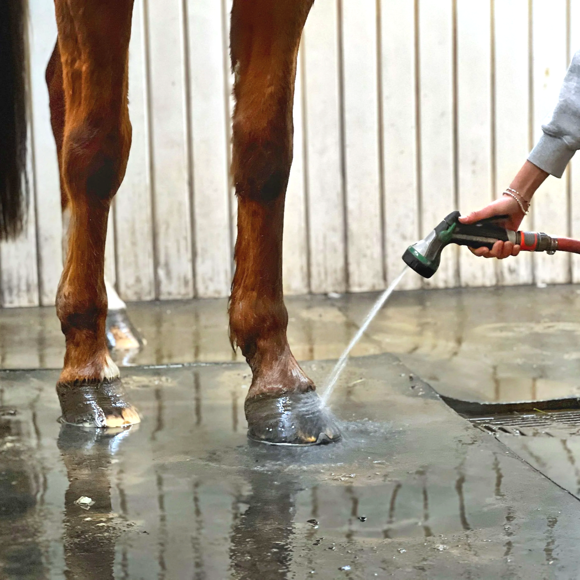 Horse hooves being cleaned with a water hose in a stable.