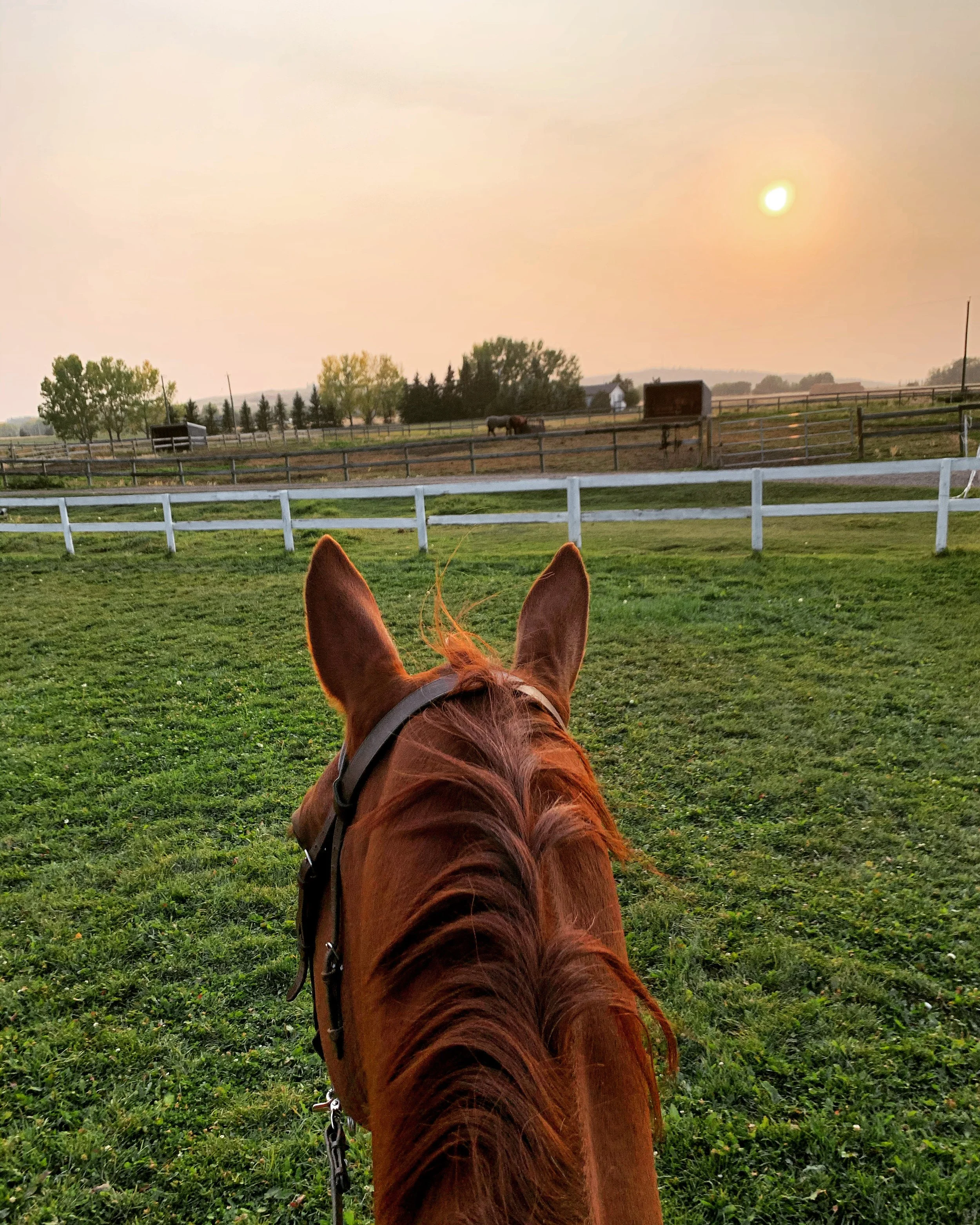 View from horseback riding shows a horse's ears and mane in the foreground, with a green field, fences, scattered trees, and a distant horse grazing. The sky is hazy and sunlit.