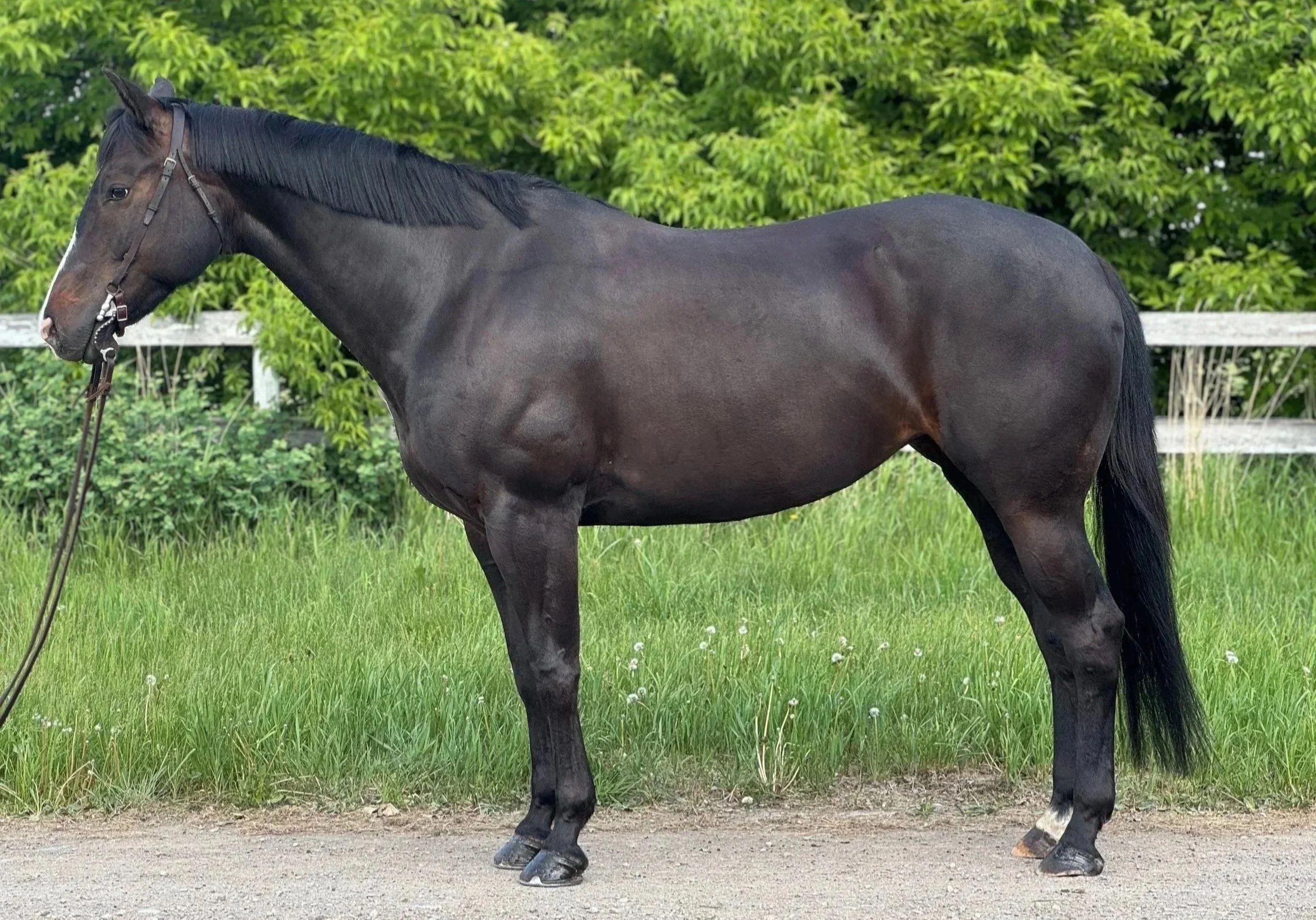 A black horse standing on grass with a green leafy background and a white fence.