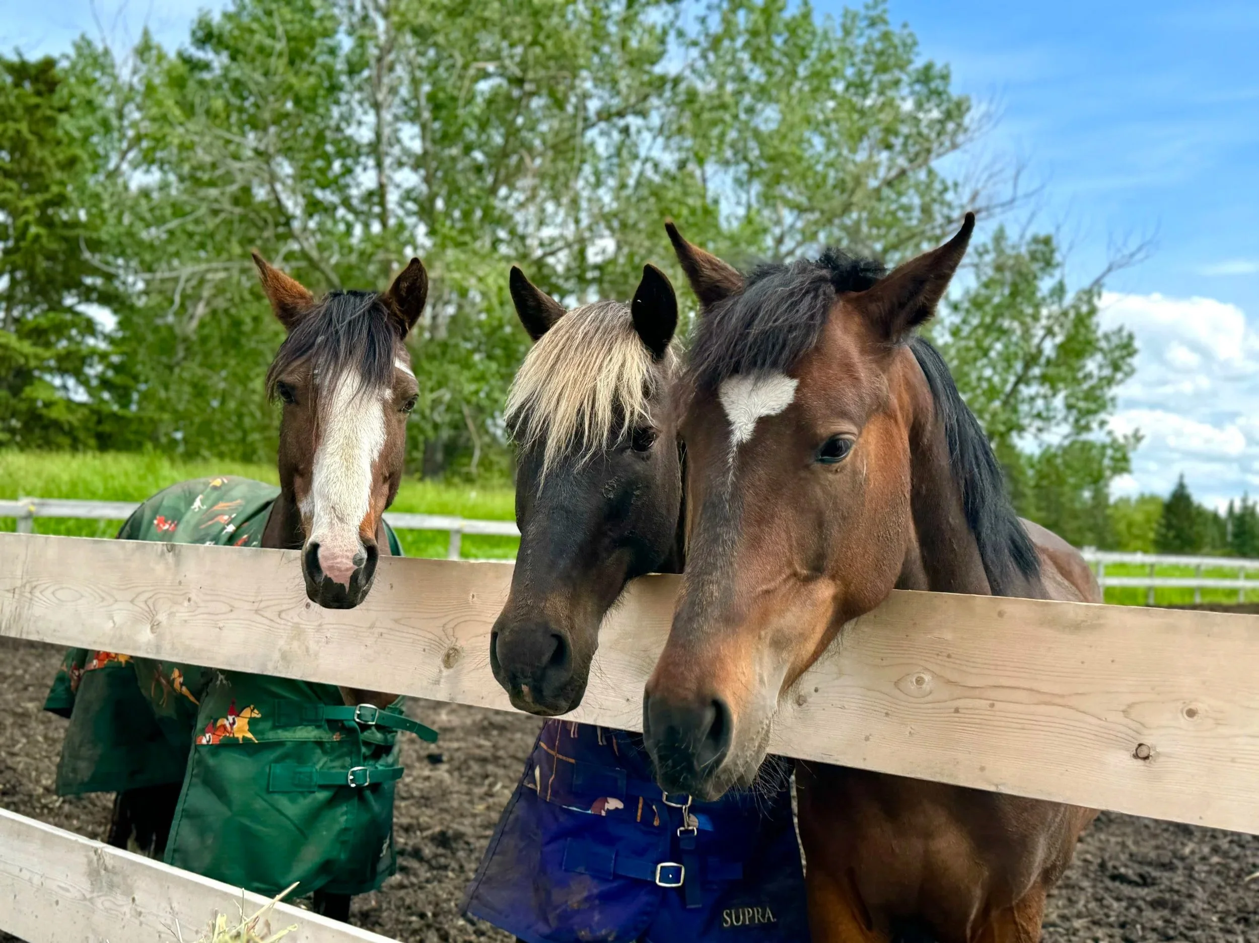 Three horses peering over a wooden fence with greenery and blue sky in the background.